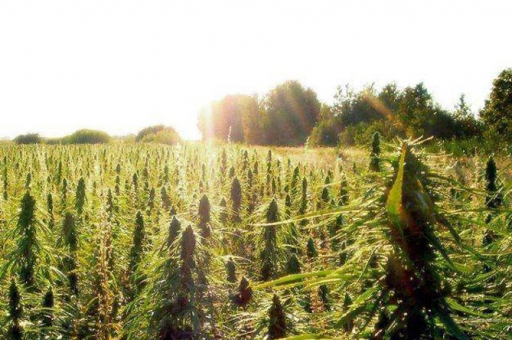 Gelderlander: proef met wietteelt is welkom op Kleefse Waard
